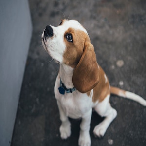 dog-profile